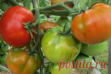 Сорта томатов, от которых огородники в восторге Скоро лето! Можно уже начинать покупать сорта, которые будем выращивать на своих участках. Наши подписчики поделились сортами, которые отлично показали себя прошлым летом.