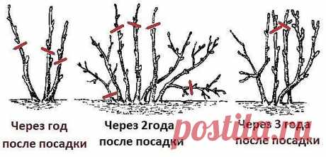 Небольшая напоминалка к весне

При обрезке смородины важно помнить следующее: приводить в порядок куст нужно тогда, когда температура воздуха перестанет опускаться ниже нулевой отметки, но до распускания почек и начала интенсивного сокодвижения. Молодые побеги, которые плохо развиваются, растут внутрь куста или загущают его, подвержены болезням – следует удалить. Секатором удаляют померзшие, сломленные ветви. Убирают побеги, загущающие крону, сильно склоненные или стелющиеся по земле.