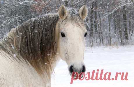 Фото Без названия. Альбом Сплошное зверство"" MiX - 104 фото. Фотографии 🎄Доми Mail💛.