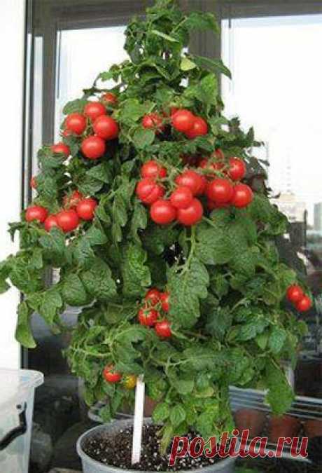 Выращивание томатов на подоконнике зимой - Люблю свой сад