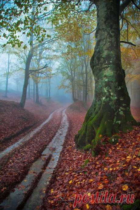 Casentino National Park / Italy  / Sentiero dei tedeschi-Camaldoli.  
Фотографии от пользователя David Butali на Flickr  |  Pinterest • Всемирный каталог идей