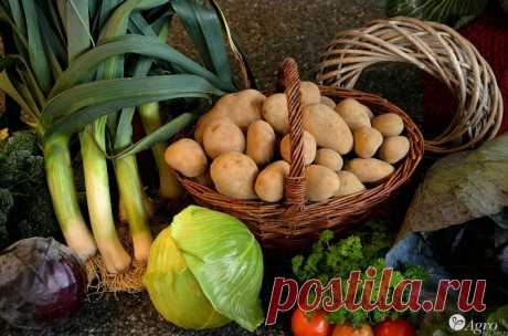 Купить Семенной картофель в Минске: цена, характеристики