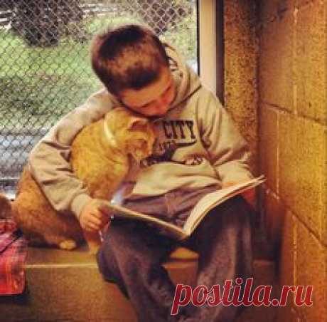 goodstuffhappenedtoday: Children Read To Shelter Cats To Soothe ThemAbove, Colby is cuddling with the kitty and reading him “I Will Love You Forever” by Robert Munsch. At Animal Rescue League of Berks County, children can read to shelter cats to soothe them. The cats adore them and are always delighted to have these little humans there to keep them company. Children in grades 1-8 who are able to read at any level are welcome into the shelter to read to the cats at their adoption room. “The p...