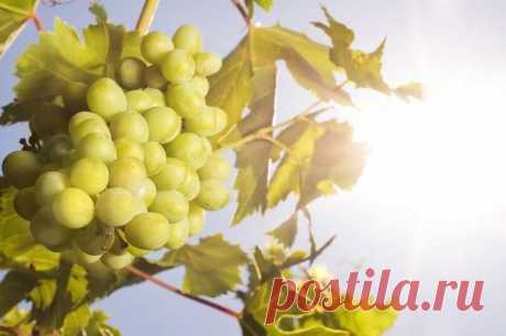 10 советов начинающему виноградарю