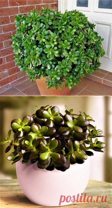 Planta Jade ou Árvore da Felicidade - Suculenta - Jardim Exótico - O maior portal de mudas do Brasil.