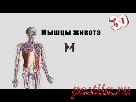 Мышцы живота- детальный обзор 3д