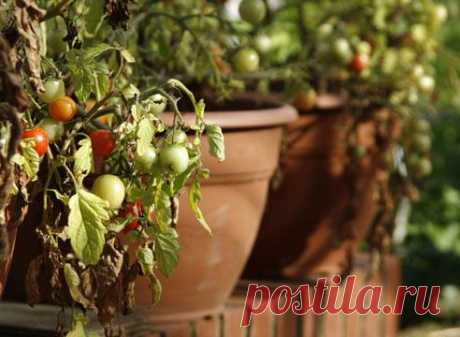 Сорта овощей, подходящие для контейнерного выращивания на Supersadovnik.ru