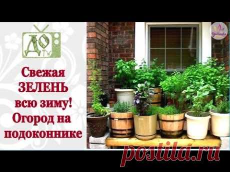 Свежая ЗЕЛЕНЬ всю зиму! Огород на подоконнике. Сажаем ПЕТРУШКУ и МЕЛИССУ