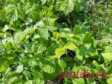 LIAUDIES IŠMINTIS PATARIA (pagal B. Martišienės knygą): GERVUOGĖS LAPAI (lot. Rubus subgen. Rubus)