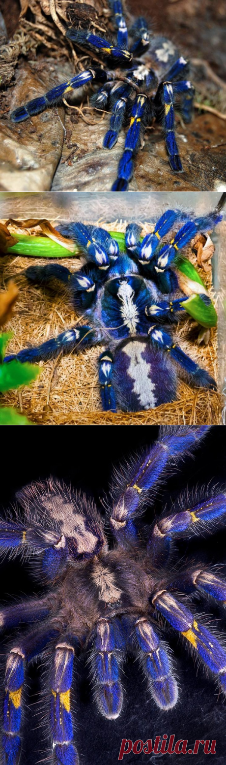 Синий паук – самый красивый паук в мире