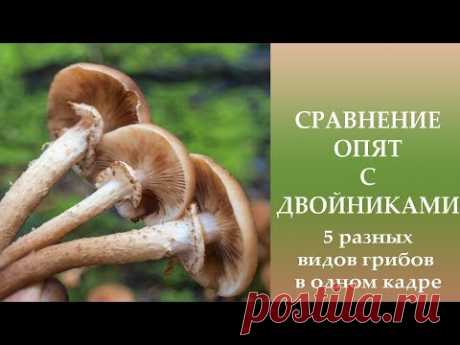 Сравнение опят с двойниками. 5 разных видов опят в одном кадре.