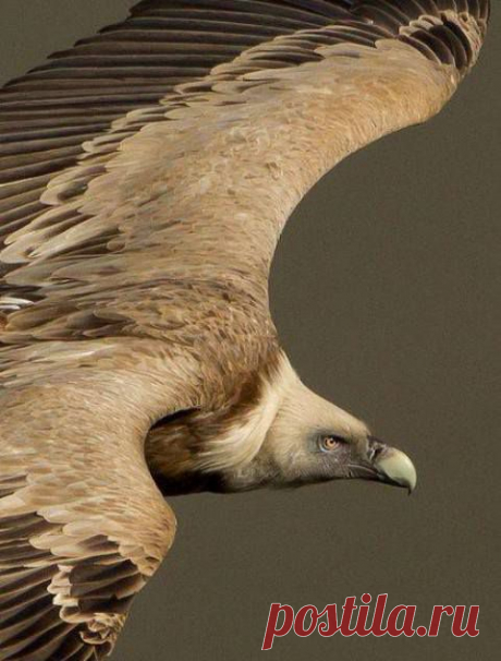 Griffon Vulture..Awesome Shot