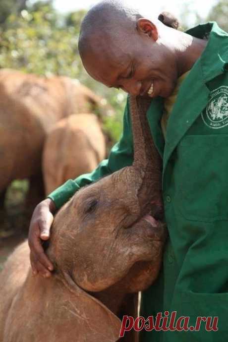 слоновья любовь