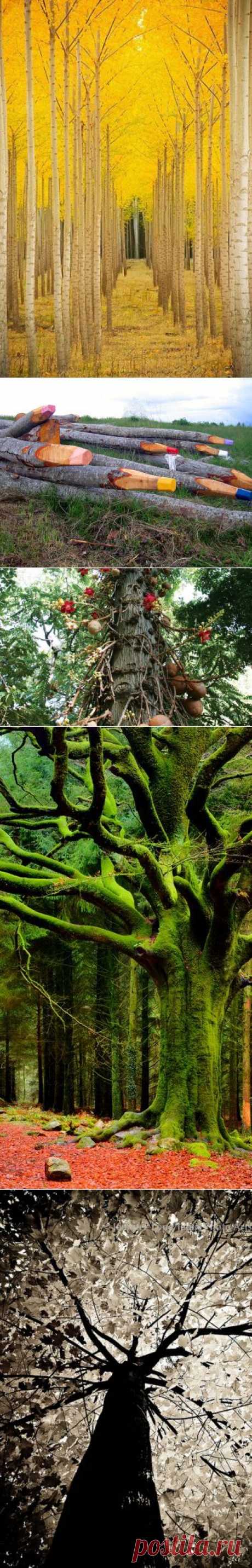 amazing trees | Dusky's Wonders