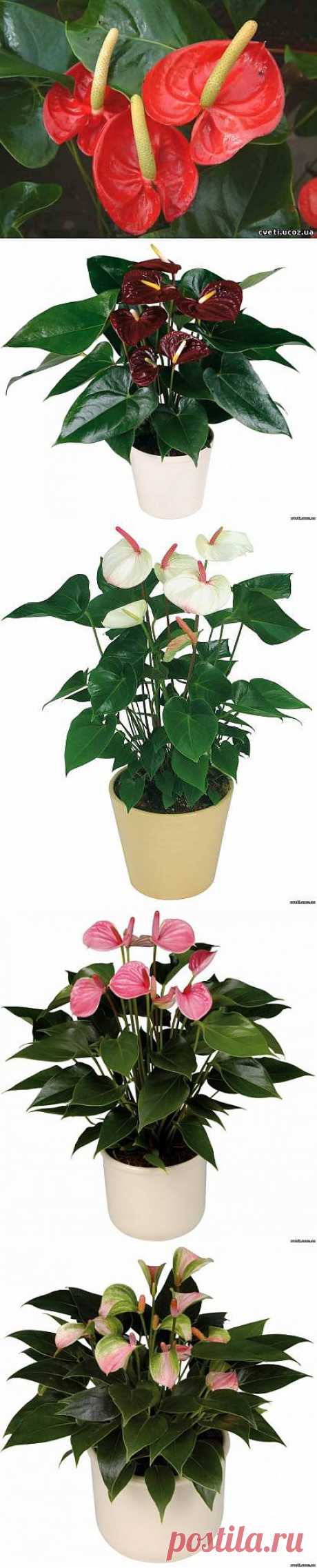 Антуриум (Anthurium)