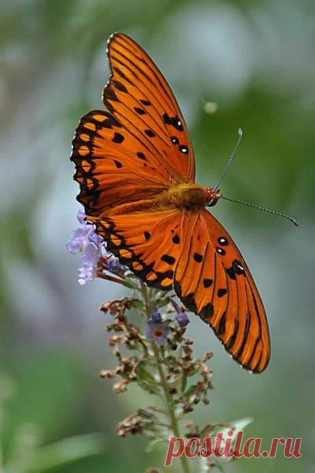 Gulf Fritillary butterfly ~ by Cynthia Phillips**  |  Pinterest: инструмент для поиска и хранения интересных идей