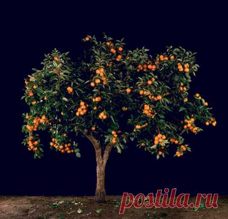 Сезон хурмы уже начался. Оранжевые плоды зреют на невысоких деревцах (а садоводы знают, как непросто определить пол этих растений).