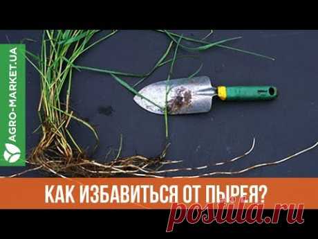 Как избавиться от пырея ? | Agro-Market.ua