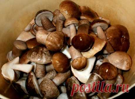 Еще один способ заготовки грибов на зиму. Вкуснее обычных соленых и маринованных | КУЛИНАРНЫЙ ТЕХНИКУМ | Дзен