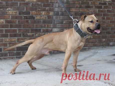 pitbull perro sale - Поиск в Google