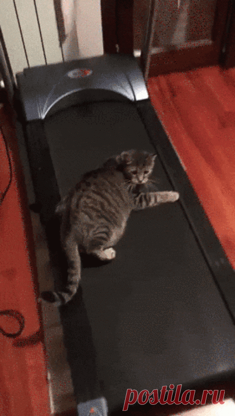 Cat And Treadmill,animals GIFs Cat And Treadmill, Find More animals GIFs on GIF-VIF
