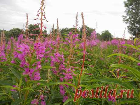 LIAUDIES IŠMINTIS PATARIA (pagal B. Martišienės knygą): GAUROMETIS SIAURALAPIS (lot. Epilobium angustifolium, angl. Fireweed, vok. Schmalblättriges Weidenröschen, rus. Иван-чай)