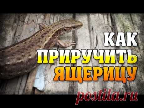 [Дачное] Как приручить ящерицу - YouTube