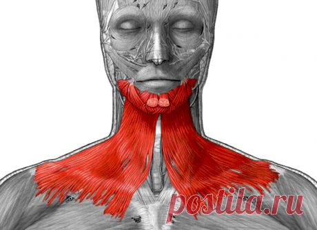 Платизма - мышца молодости. Как сохранить молодость шеи! | Остеопат - Сергей Кузнецов | Яндекс Дзен