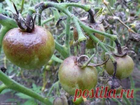 Фитофтора: как избавить томаты от злостного недуга Сохраните, чтобы не потерять!