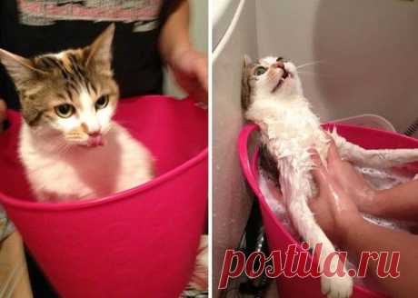 8 котов, принявших ванну / Питомцы