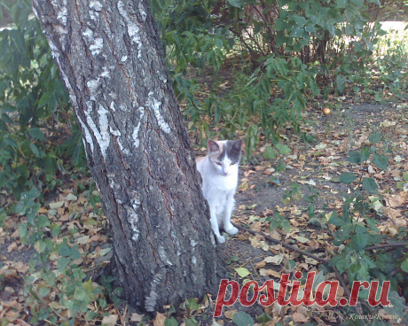 Кошки каждый день – 27 августа 🐈 

Первый день листопада: не упустите свою удачу, станьте под дерево. Если на вас падают листья, значит, удача останется с вами. А если рядом окажется трехцветная кошка, ваша удача удвоится. А может и утроится...