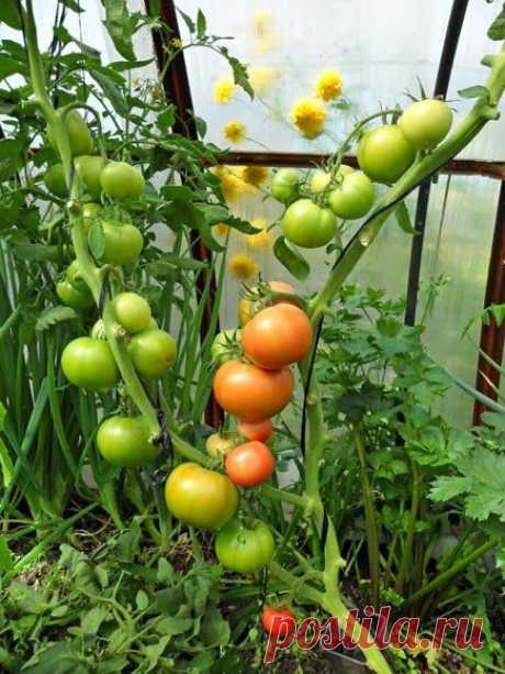 Новости интеллектуального развития: Пять правил для выращивания помидор