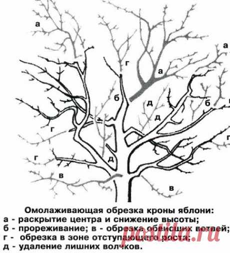 🌳Как омолодить старое дерево | OK.RU