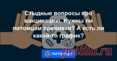 Стыдные вопросы про вакцинацию. Нужны ли питомцам прививки? А есть ли какой-то график? Отвечаем на самые популярные вопросы наших читателей из онлайн-консультаций.