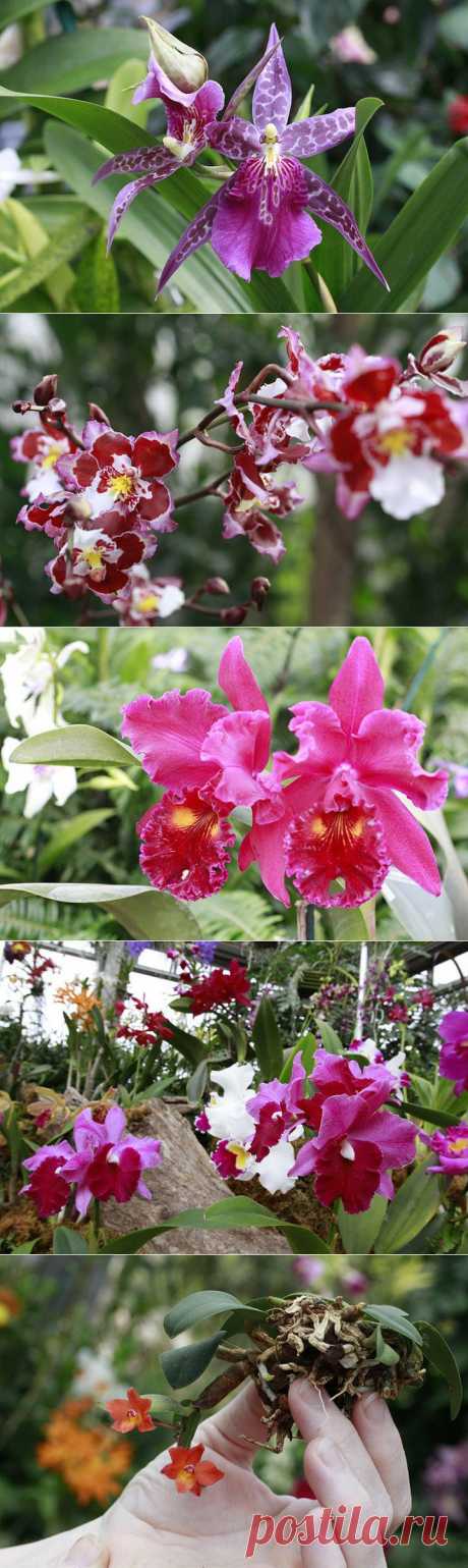 Выставка орхидей в США | САД НА ПОДОКОННИКЕ