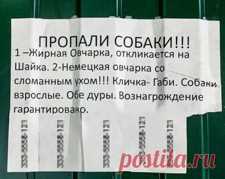 10 очень смешных объявлений, которые изначально такими не задумывались. Часть 1 | Все в шоколаде | Яндекс Дзен