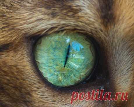 Магнетизирующие макрофотографии кошачьих глаз — Наука и жизнь