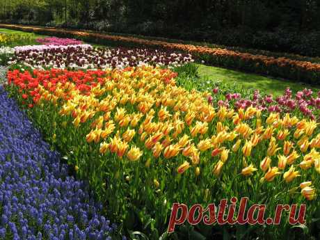 В царстве весенней красоты разливается море тюльпанов