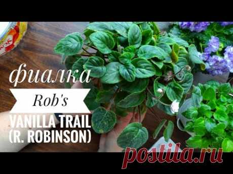 Омолаживаю трейлерную фиалку на примере Rob's Vanilla Trail (R. Robinson) //Комнатные цветы