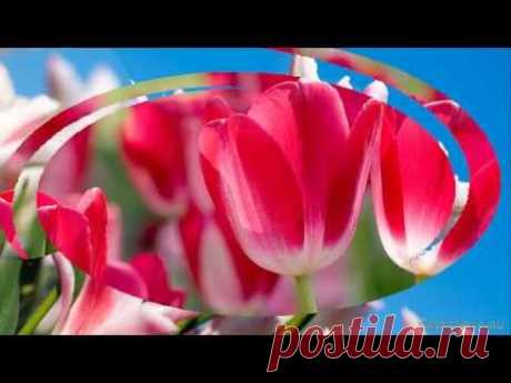 Красивые цветы тюльпаны. Очень красивая музыка, саксофон. Flowers tulips. Podryga-on-line.ru - YouTube