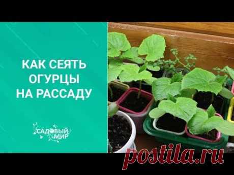 Как сеять огурцы на рассаду