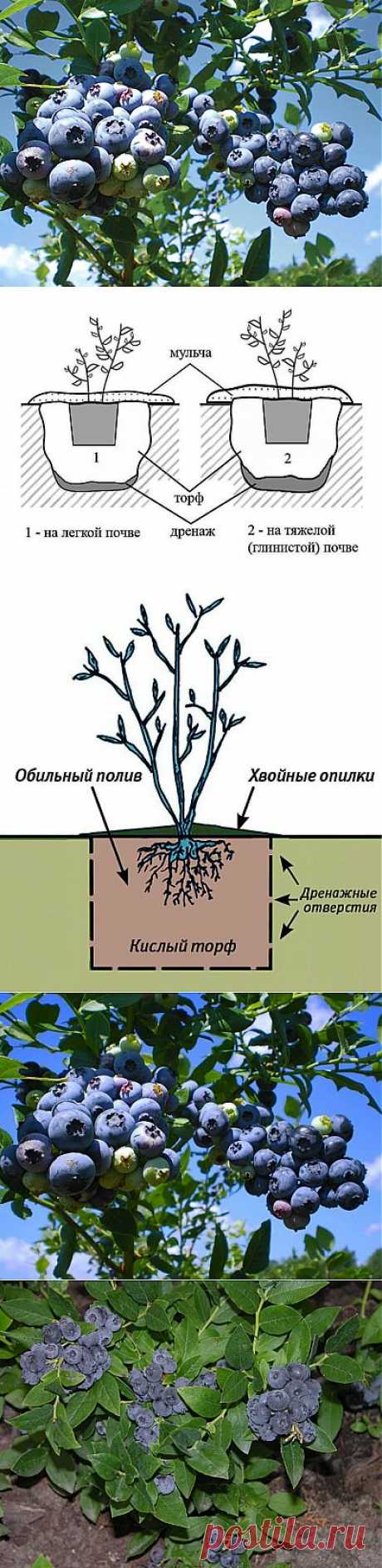 (+1) сообщ - Голубика | ОГОРОД БЕЗ ХЛОПОТ