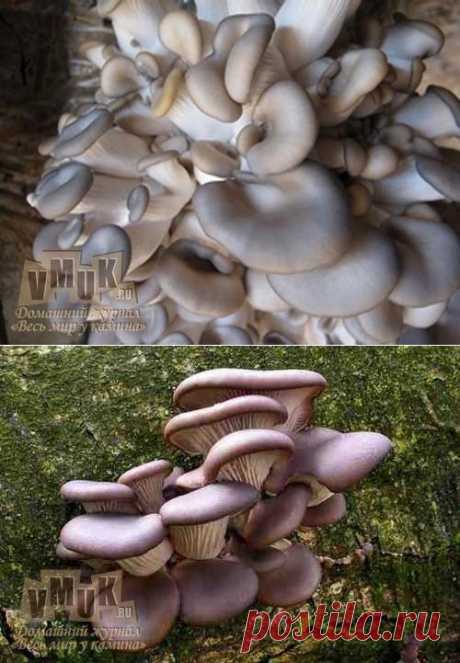 Выращивание грибов вешенок: на пнях, мешках, соломе, дома и на даче. Технология, видео, фото. Как вырастить вешенки в домашних условиях