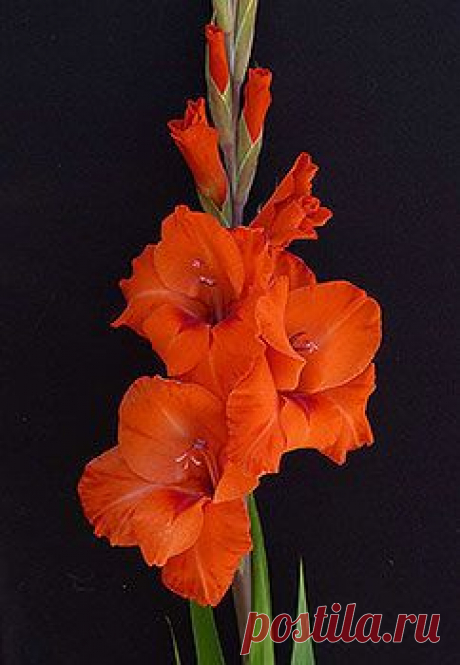 Gladiolus 'Hunting Song' | ''Gorgeous GLADS!