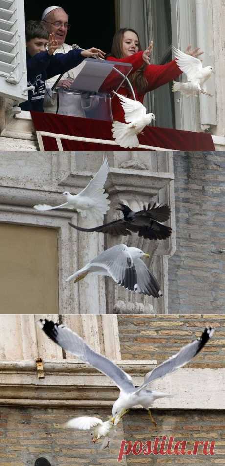 Папа Римский выпустил &quot;голубей мира&quot; после обращения к жителям Украины » ok.ya1.ru