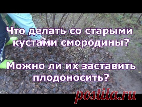 Весенняя обрезка старой черной смородины и уход за ней