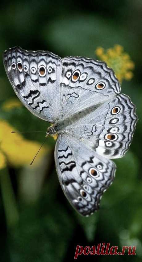 Grey Pansy butterfly (Junonia atlites)  |  Pinterest • Всемирный каталог идей