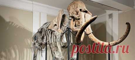 В мире не так уж много полных сохранившихся скелетов шерстистых мамонтов – а Новосибирском краеведческом музее их теперь целых два! Кстати, вы можете придумать ему имя – музей активно принимает варианты. Как считаете, кто подходит Матильде?