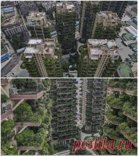 Почему первый вертикальный лес китайского города вместо рая превратился в элитную «заброшку»