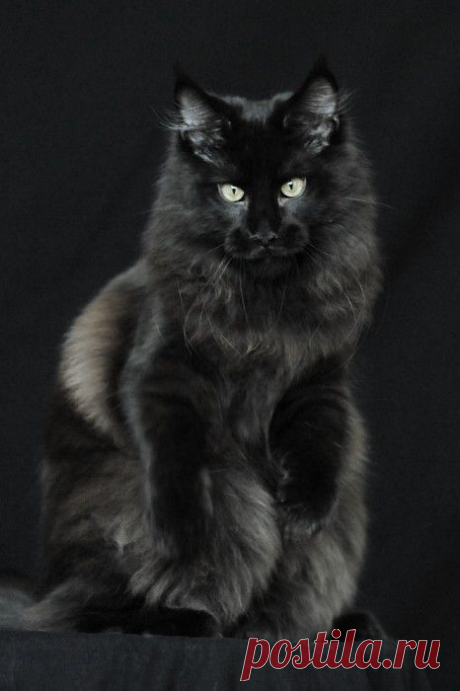 Black cat Maine Coon